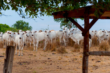 Gathering cattle by the feed