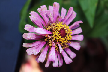 Obraz premium close up of pink flower