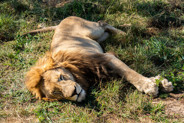 African Male Lion sleeping on green grass in open zoo. Lazy and laid-back day concept.  