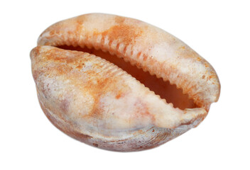 Sea Helmet Shell isolated on a white background