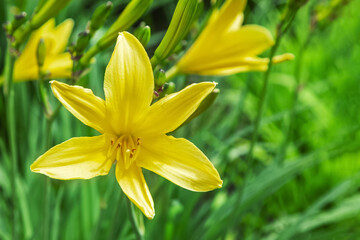 Fototapeta premium Yellow lily flowers with a blurred natural background. The flower of a yellow lily growing in a summer garden. Close-up of a yellow lily flower. Hemerocallis is also called Lemon lily, Yellow daylily