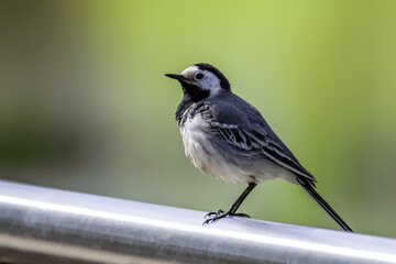 White Wagtail (Motacilla alba) in Nature. Russia. Selective focus photo.
