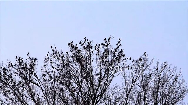crows on tree with sound
