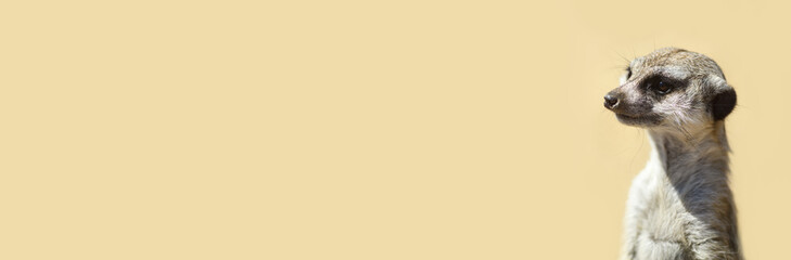 Meerkat on a sandy background close up. Banner