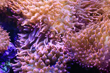 Naklejka na ściany i meble Bubble anemone in a marine aquarium close-up (Actiniaria). Marine and ocean background