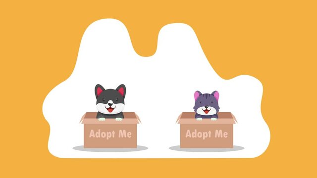 Cute dog and cat in cardboard with adopt me text