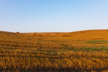 Mown agricultural wheat field with straw bales lying on the ground at sunrise