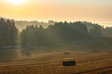 Rural colorful foggy landscape at sunrise. Harvested agricultural wheat field with straw bales and foggy forest behind it © Ilya