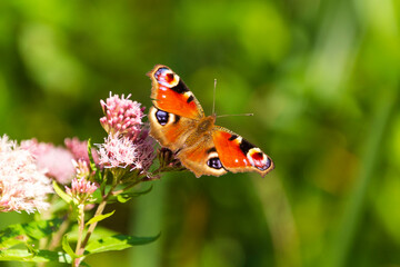 Fototapeta na wymiar Fuchsauge Schmetterling auf Blume