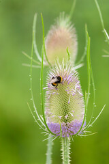 Flowers and head of the wild teasel