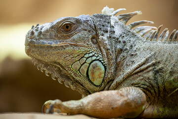 Fototapeta premium Male green iguana with a massive head and cheeks in the area of ​​the enlarged scales under the eardrum