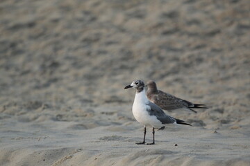 seagull on the beach