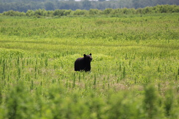 black bear on a meadow