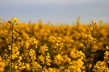 Obraz premium Flowers