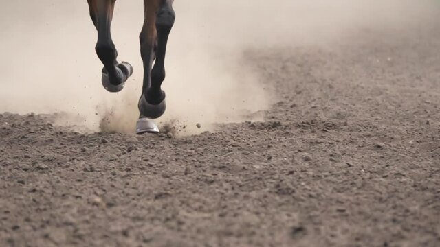 Horse Runs on Loose Ground. Slow Motion