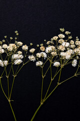 Close-up of homemade, dried and pressed gypsophila flower on top of black card