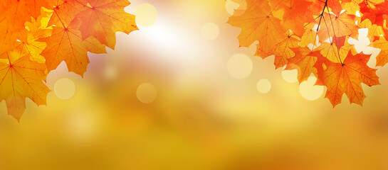 Naklejka na ściany i meble Autumn leaves on the fall blurred background .