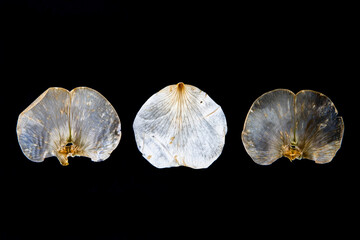 Three translucent rose petals against black background