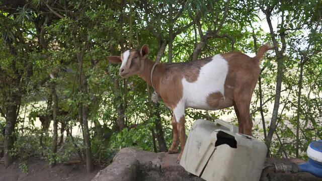 Cinematic shot of a goat eating in a rural village in slow motion. Volunteering farm program of an NGO in Africa.