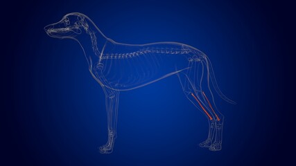 Fibula Bones Dog skeleton Anatomy For Medical Concept 3D