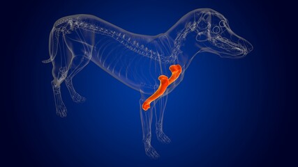 Humerus Bones Dog skeleton Anatomy For Medical Concept 3D