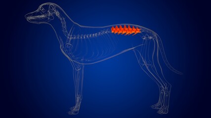 Lumbar Vertebrae Bones Dog skeleton Anatomy For Medical Concept 3D