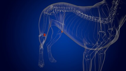 Patella Bones Dog skeleton Anatomy For Medical Concept 3D