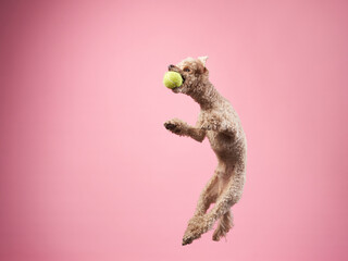 Funny active dog jumping with ball. happy small poodle on pink background