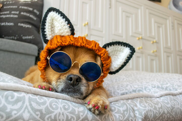 Cute dog wearing fox snood hat and sunglasses