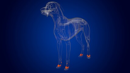 Proximal phalanx Bones Dog skeleton Anatomy For Medical Concept 3D
