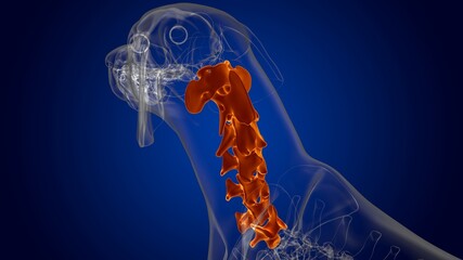 Cervical Vertebrae Bones Dog skeleton Anatomy For Medical Concept 3D