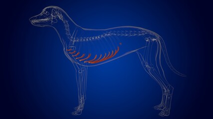 Costal Cartilage Bones Dog skeleton Anatomy For Medical Concept 3D