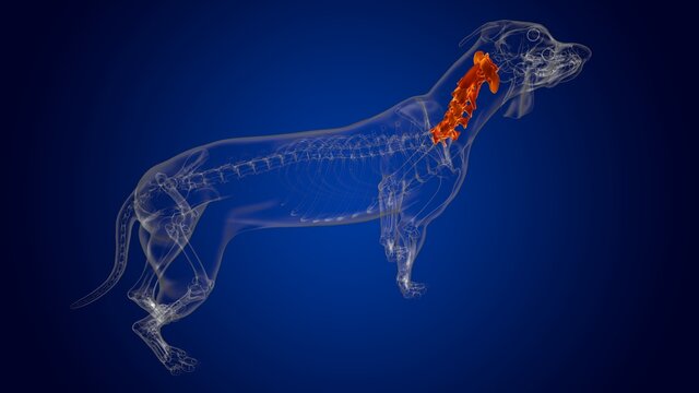 Cervical Vertebrae Bones Dog skeleton Anatomy For Medical Concept 3D