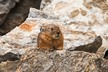 Altai pika, or alpine pika. Mammal of the genus pika of the detachment of Lagomorphs. Altai mountains, Russia