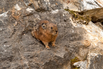 Altai pika, or alpine pika. Mammal of the genus pika of the detachment of Lagomorphs. Altai mountains, Russia