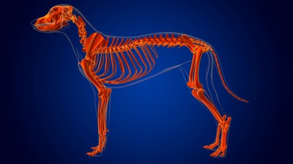 Dog skeleton Anatomy For Medical Concept 3D
