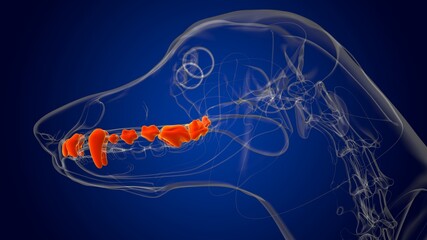 Dog upper teeth Anatomy For Medical Concept 3D