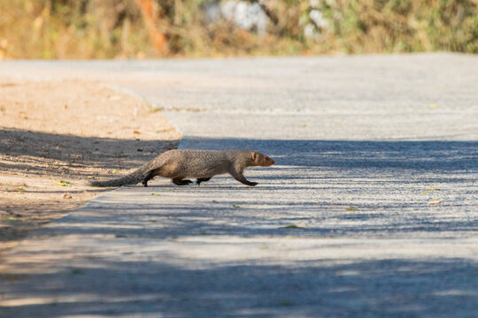 Indian Grey Mongoose Running Around