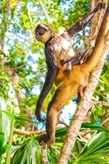 Foret tropicale Singe 
Tropical Forest Monkey