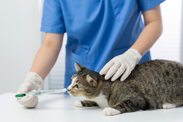 Doctor veterinarian is holding cute cat  at vet clinic.  Pet check up and vaccination. Health care