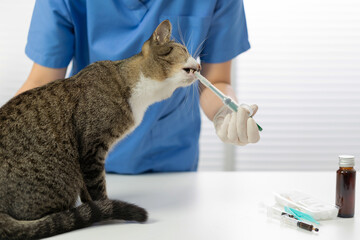 Doctor veterinarian is holding cute cat  at vet clinic.  Pet check up and vaccination. Health care
