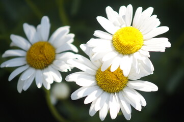 Obraz premium daisy flower