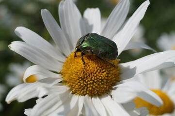 beetle on flower
