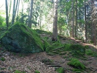 forest in the morning
