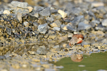 Bluthänfling (Carduelis cannabina) - Männchen // Common Linnet, Eurasian Linnet - male