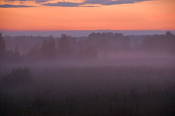 Fototapeta premium Forest landscape in the evening in the fog of the evening sun