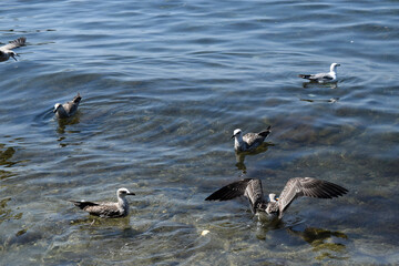 white seagulls background floating on the sea shore