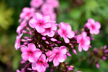 Red flowers of phlox paniculata in the garden in summer