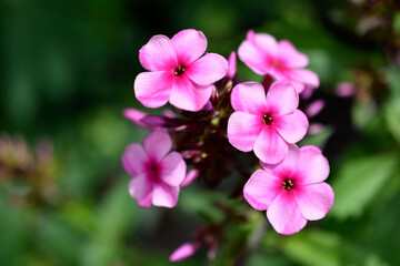Red flowers of phlox paniculata in the garden in summer