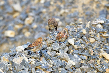 Bluthänfling // Common Linnet, Eurasian Linnet (Carduelis cannabina) 